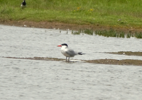 Caspian Tern