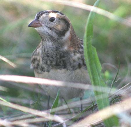 Lapland Bunting