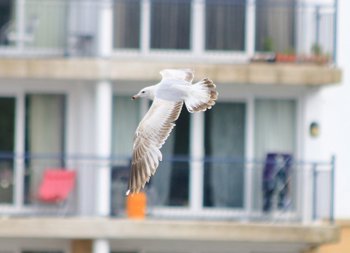 Ring-billed Gull