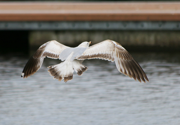 Ring-billed Gull