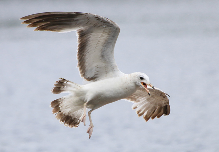 Ring-billed Gull