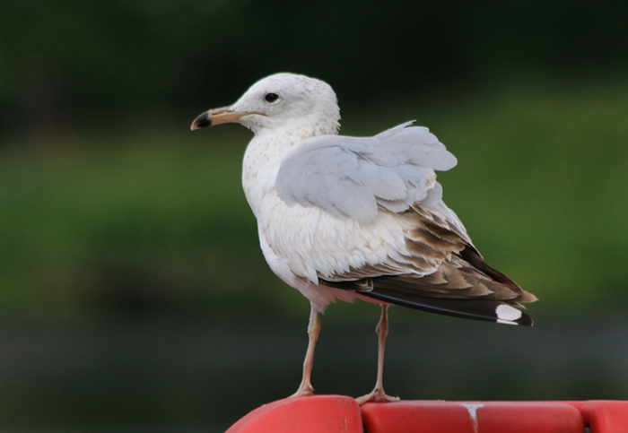 Ring-billed Gull