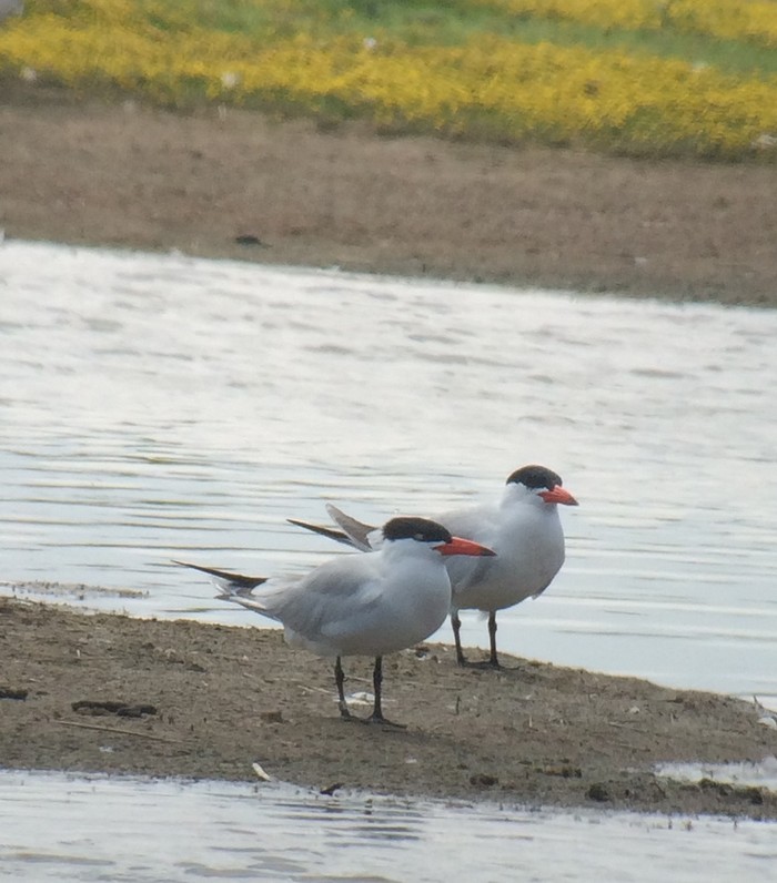 Caspian Tern