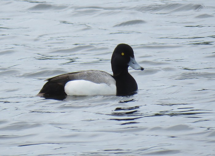 Scaup