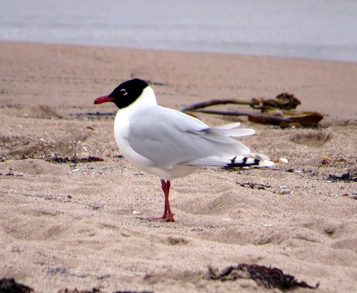 Mediterranean Gull