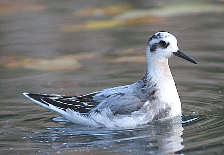 Grey Phalarope