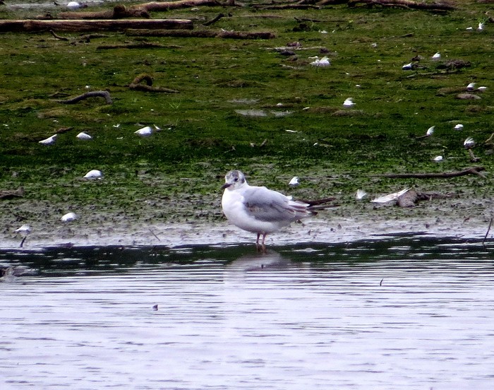 Bonaparte's Gull