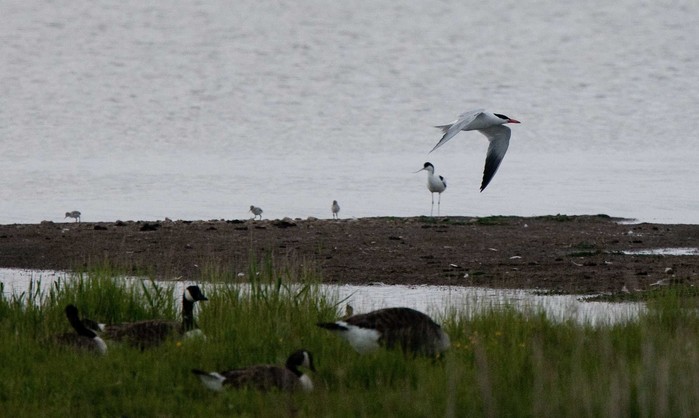Caspian Tern