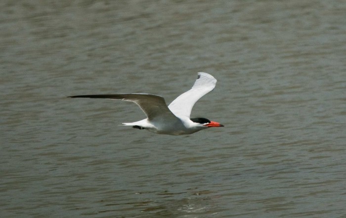 Caspian Tern