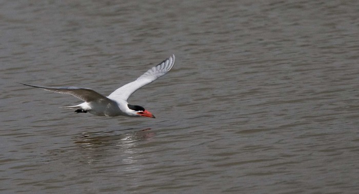 Caspian Tern