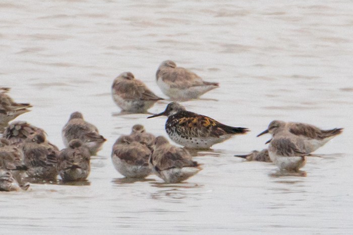 Great Knot