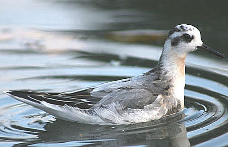 Grey Phalarope