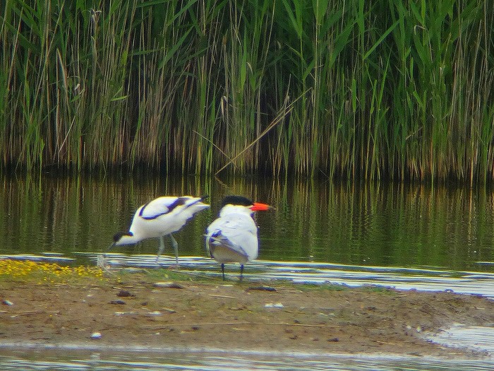 Caspian Tern