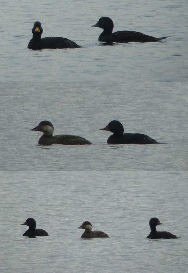 Common Scoter