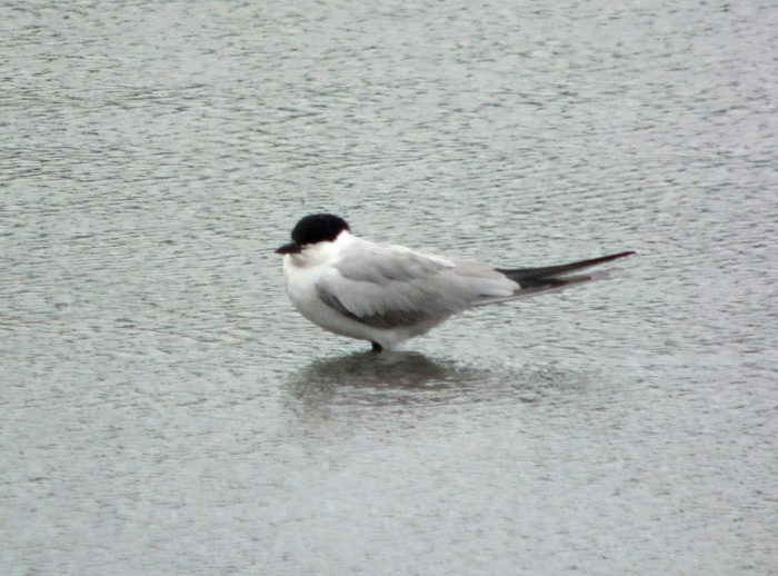 Gull-billed Tern
