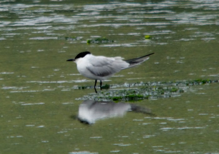 Gull-billed Tern