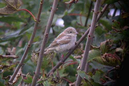 Woodchat Shrike