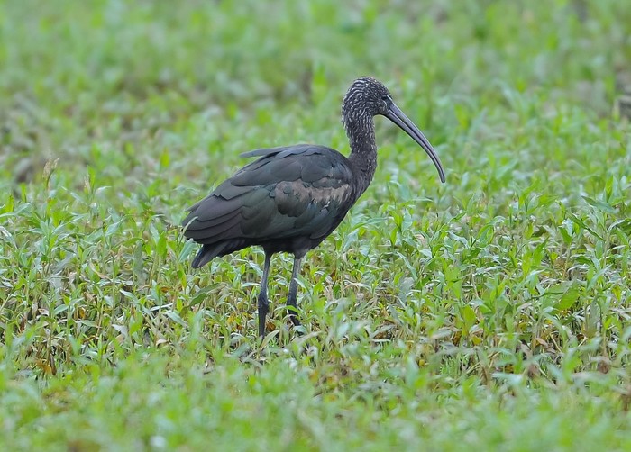 Glossy Ibis