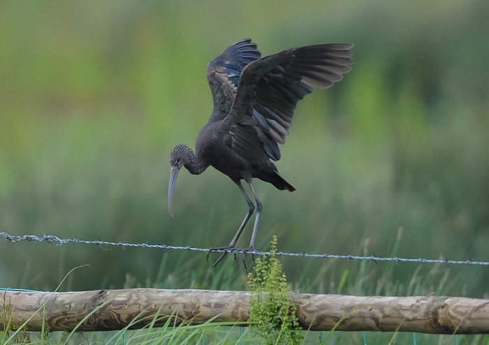 Glossy Ibis