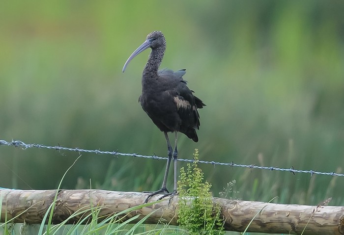 Glossy Ibis