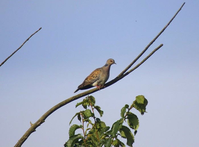 Turtle Dove