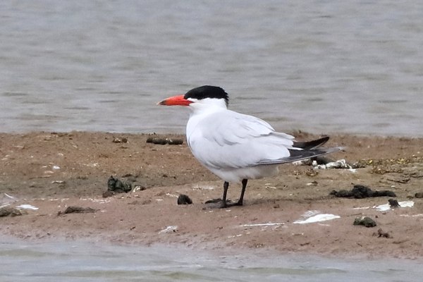 Caspian Tern