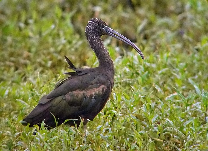 Glossy Ibis