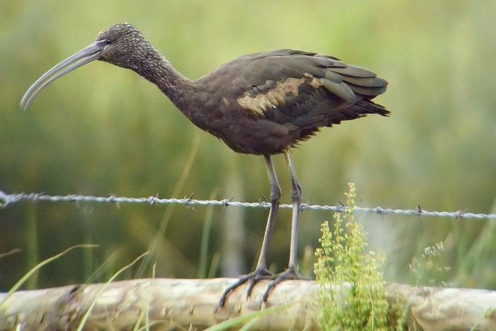 Glossy Ibis
