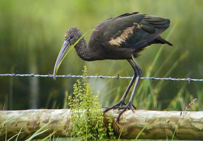 Glossy Ibis
