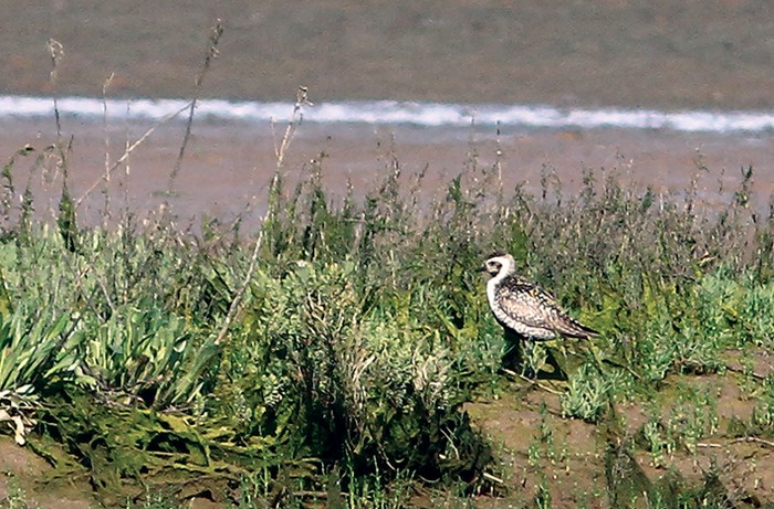 Pacific Golden Plover