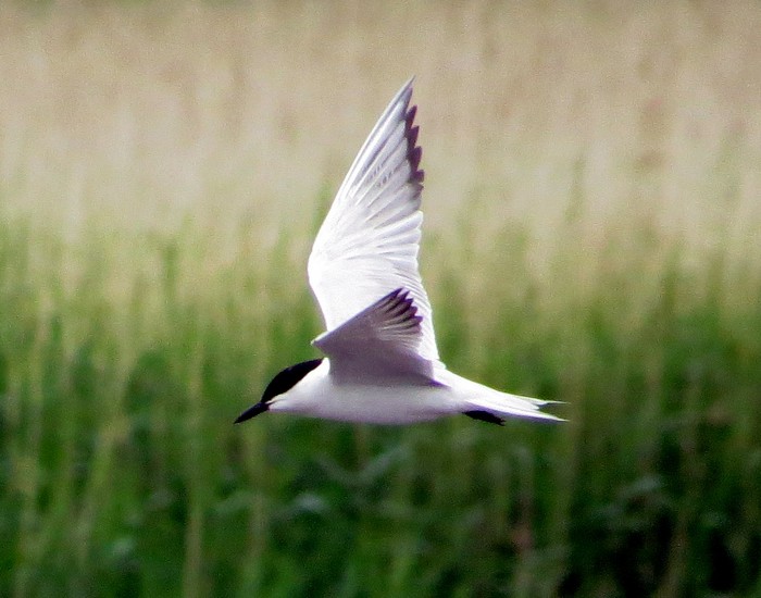 Gull-billed Tern