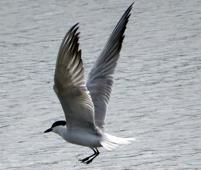 Gull-billed Tern