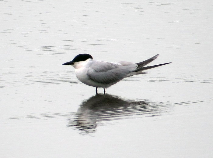 Gull-billed Tern
