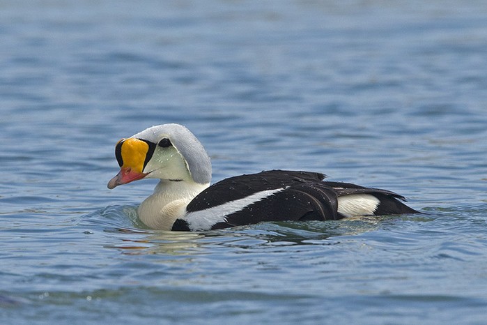 King Eider
