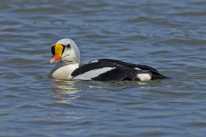King Eider