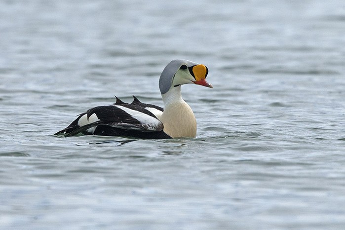 King Eider