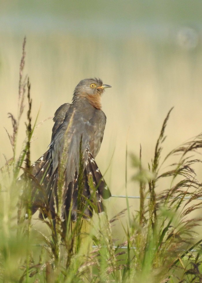 Cuckoo