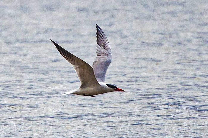 Caspian Tern