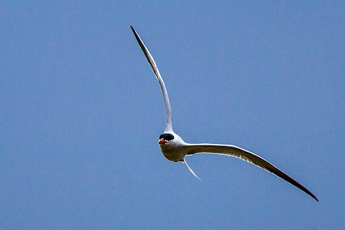 Caspian Tern