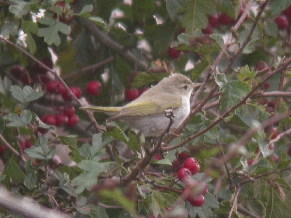 Western Bonelli's Warbler