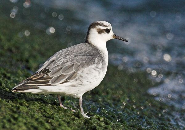 Grey Phalarope