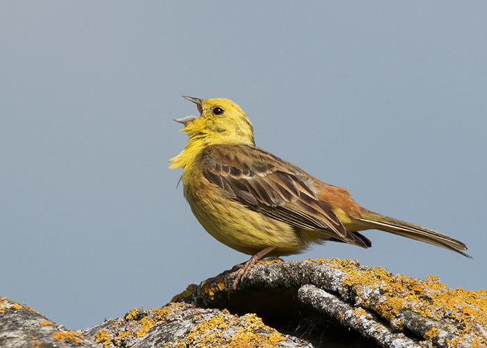 Yellowhammer