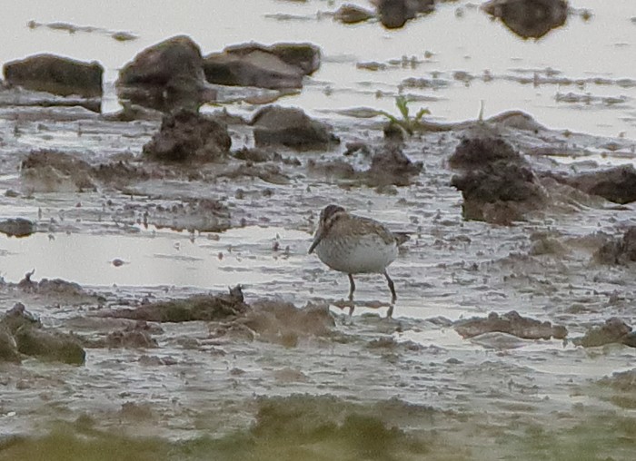 Broad-billed Sandpiper