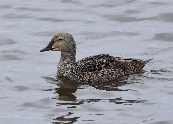 King Eider