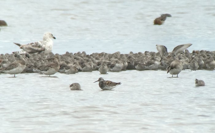 Great Knot