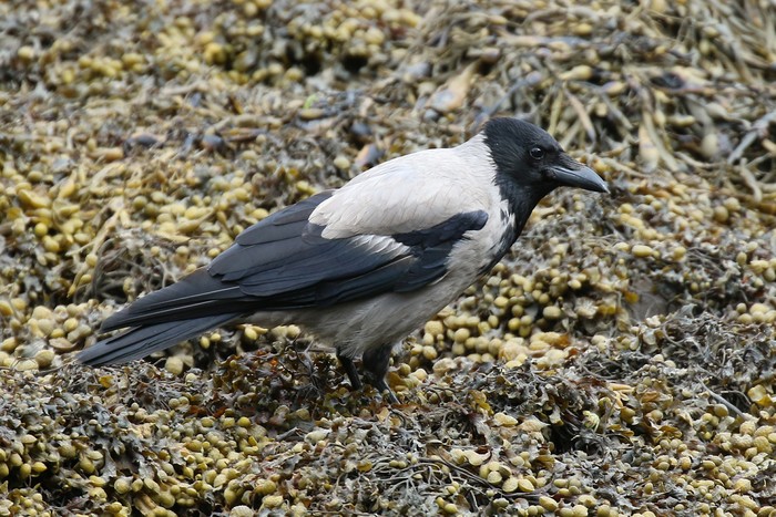 Hooded Crow