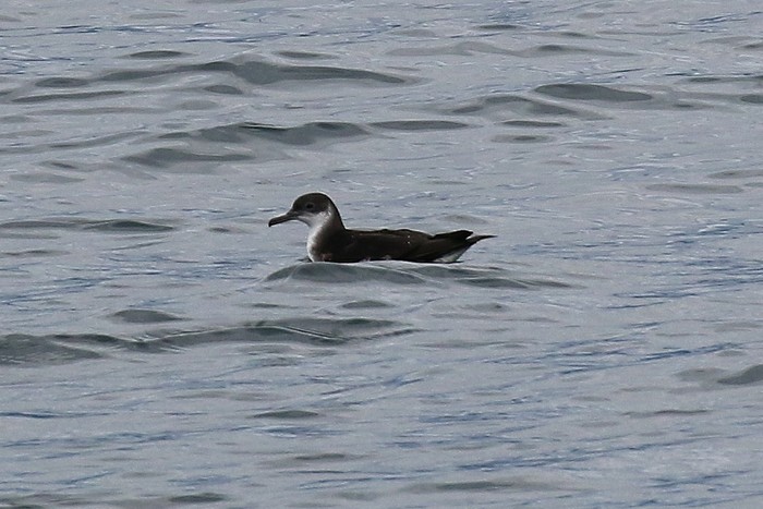 Manx Shearwater