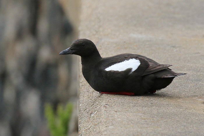 Black Guillemot