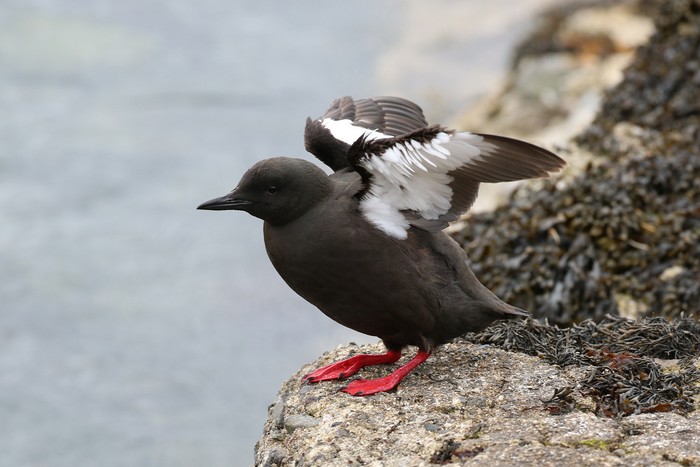 Black Guillemot
