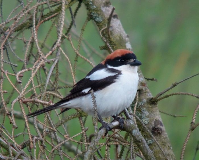 Woodchat Shrike